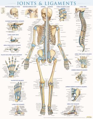 JOINTS & LIGAMENTS